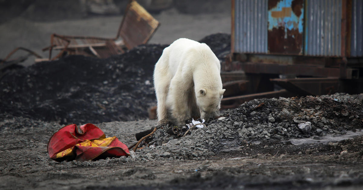 Polar bears could be wiped out by end of century