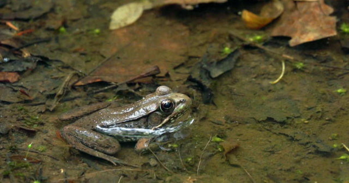 Nature: Frogs and tadpoles