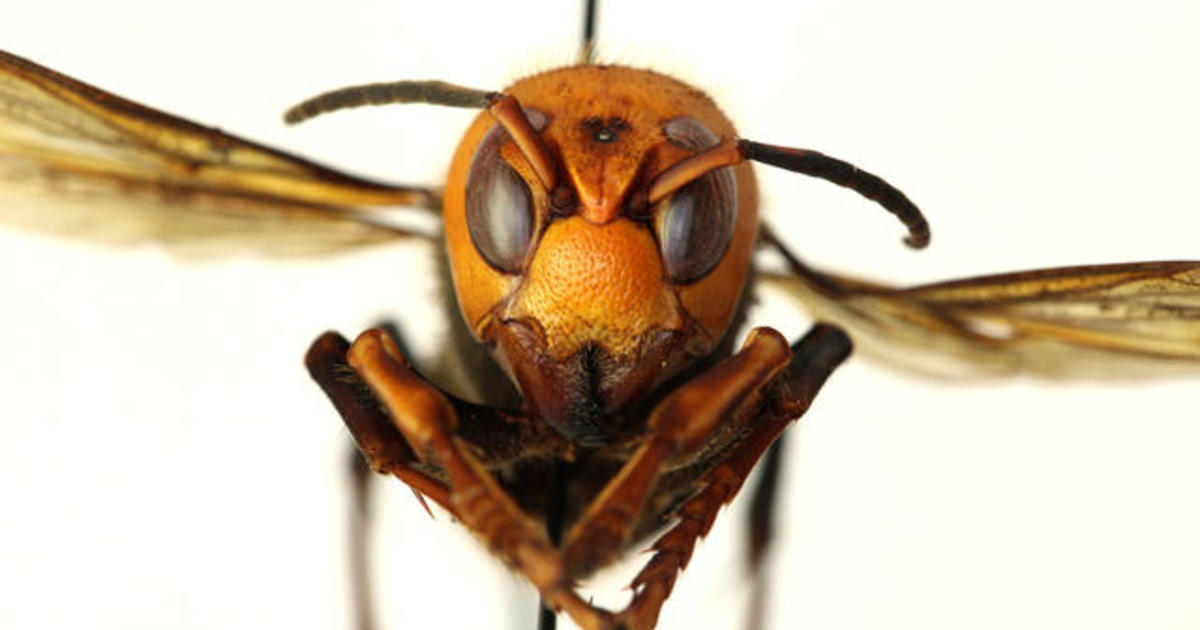 Invasion! Asian giant hornets have arrived