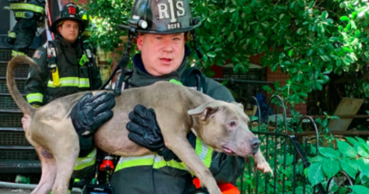 Firefighters rescue 6 dogs from burning home and revive one