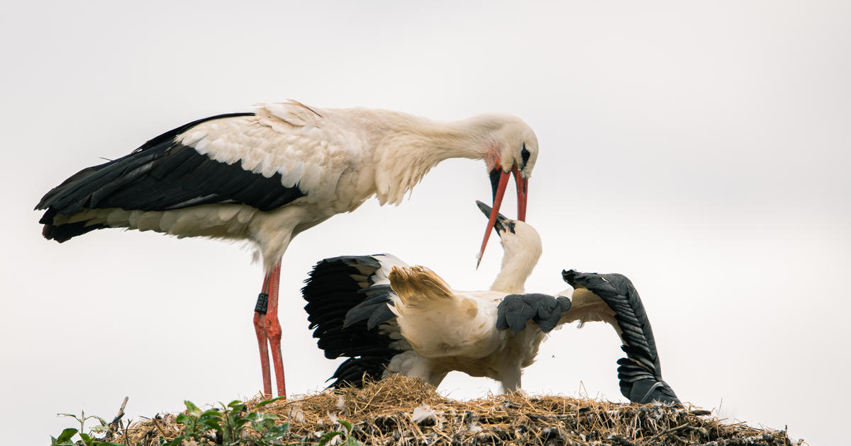 Brewery suspends operations after storks build nest in chimney