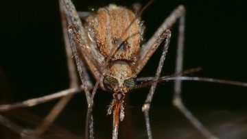 Genetically Modified Mosquitoes—Approved For Release In The US