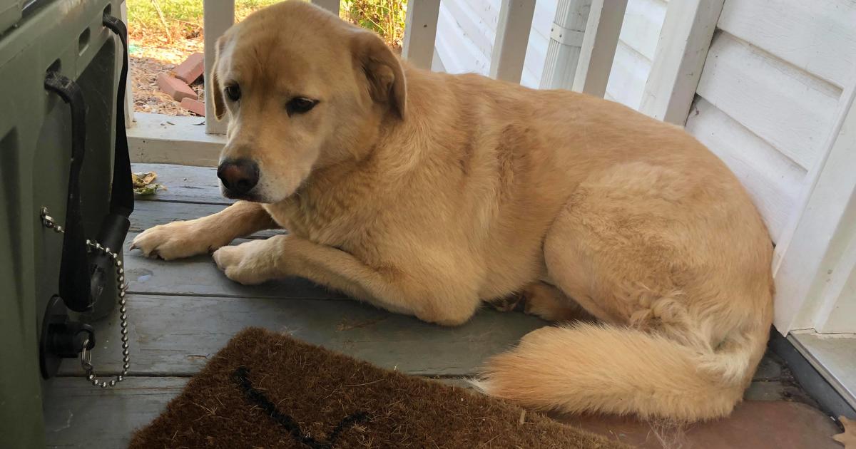 A dog went missing. She turned up at her old home — 57 miles away