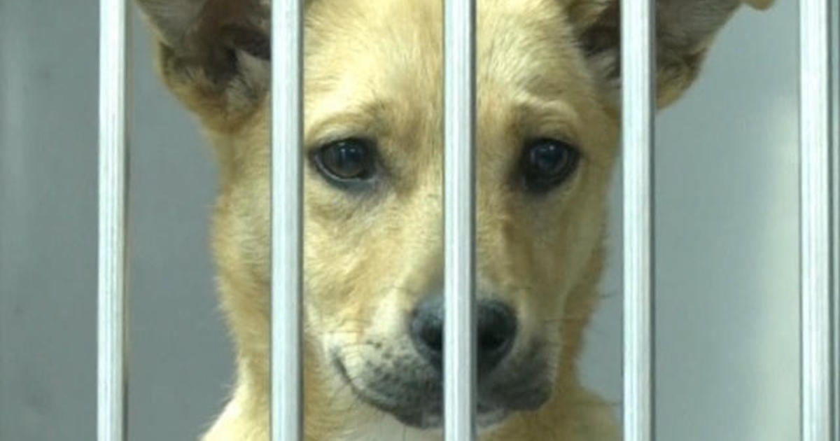 Olympic hockey player David Backes returns from Sochi with stray dogs