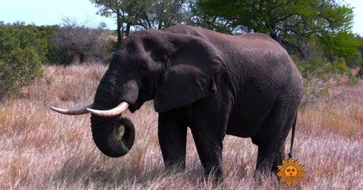 Nature: Elephants