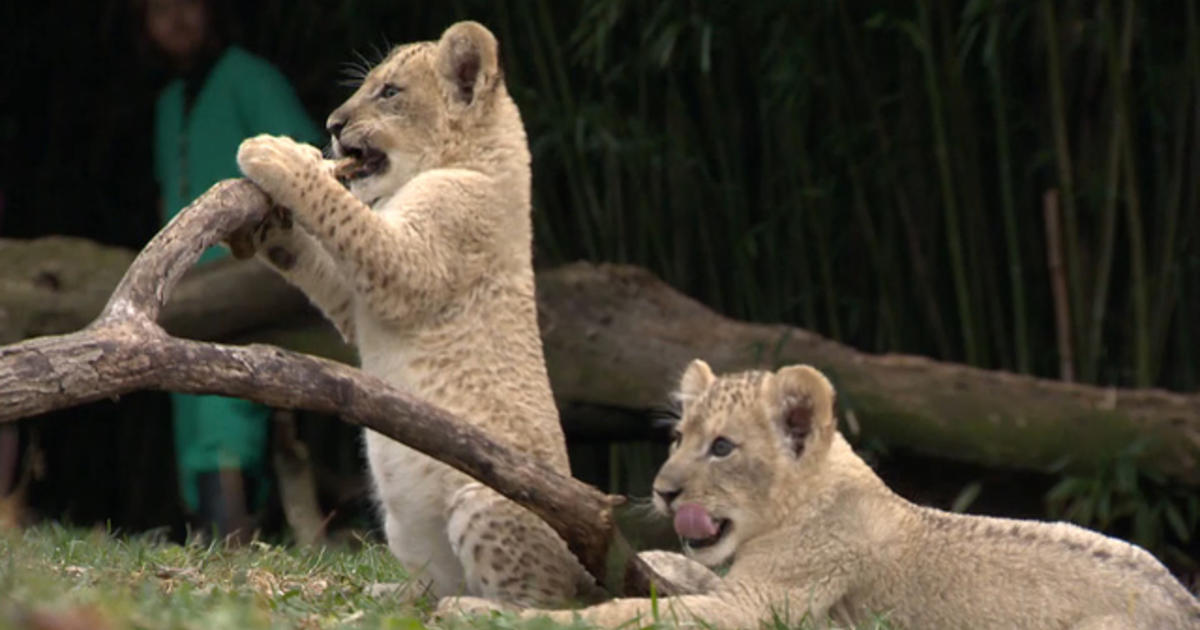 Maryland Zoo’s first lion cubs growing fast