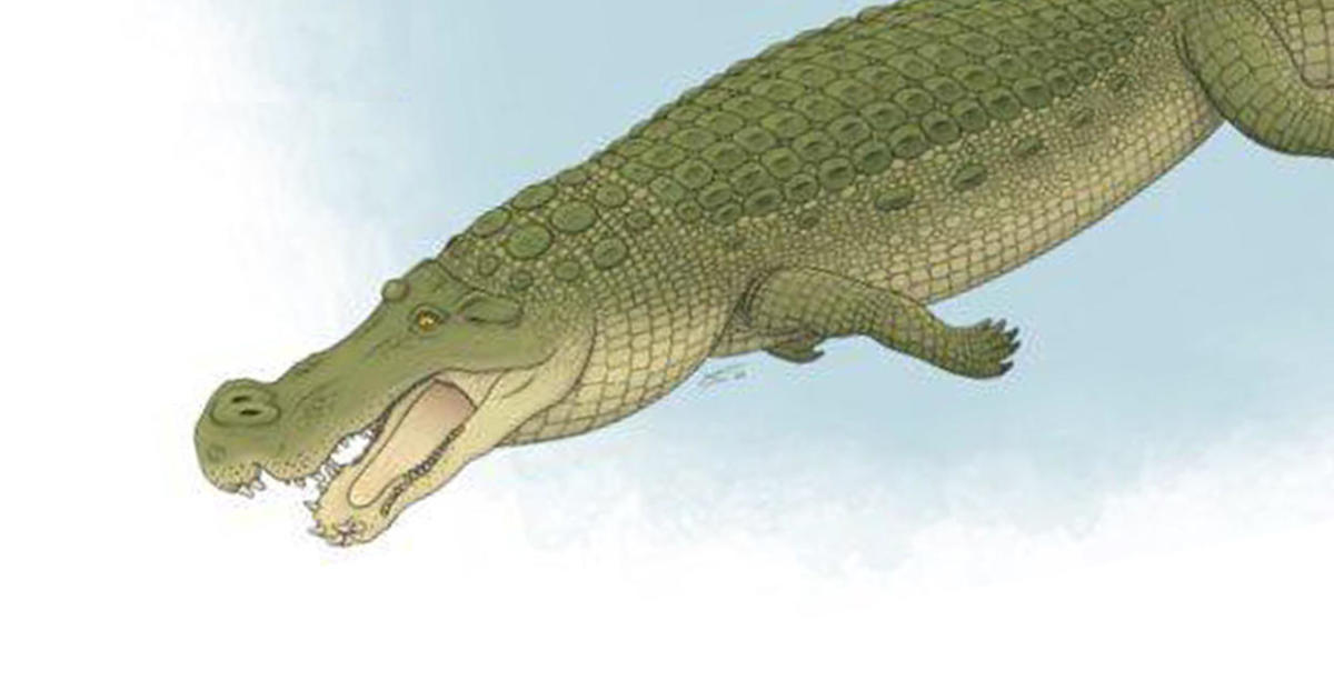 Ancient “terror crocodiles” had banana-sized teeth to eat dinosaurs