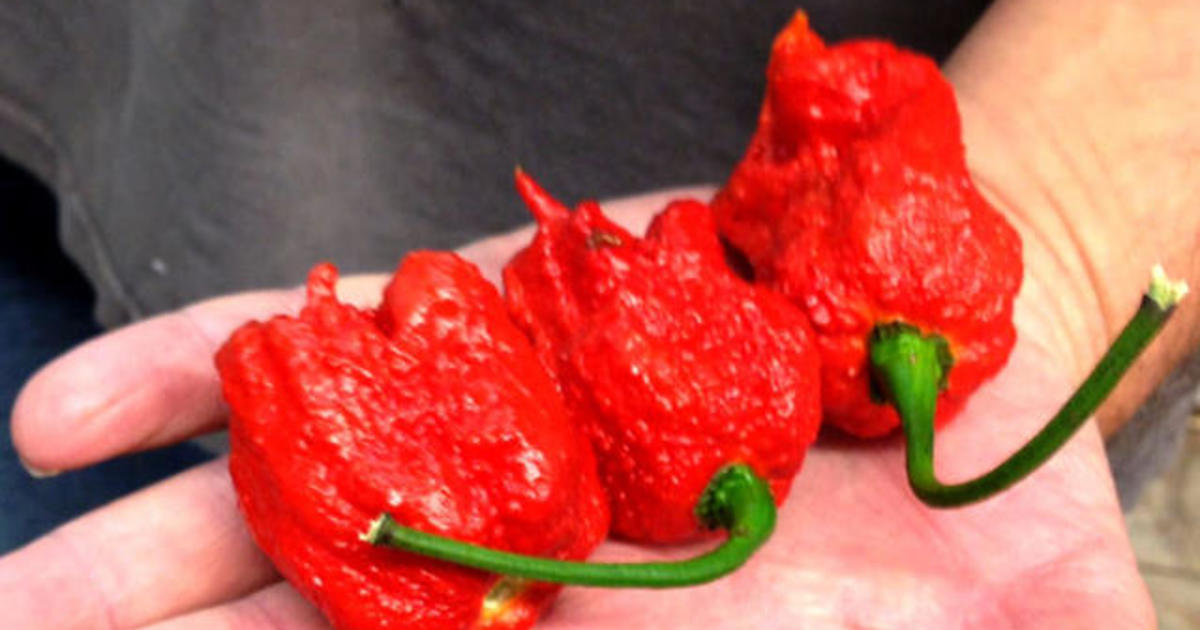 World’s hottest pepper is 300 times hotter than jalapeno