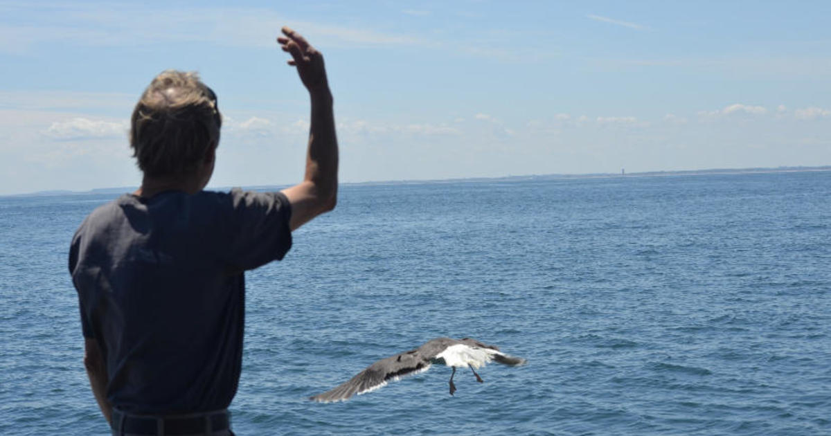 Captain forms bond with seagull he saved while out at sea