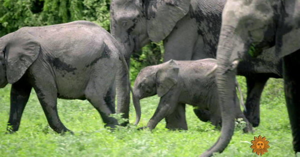 Nature: Elephants in Botswana