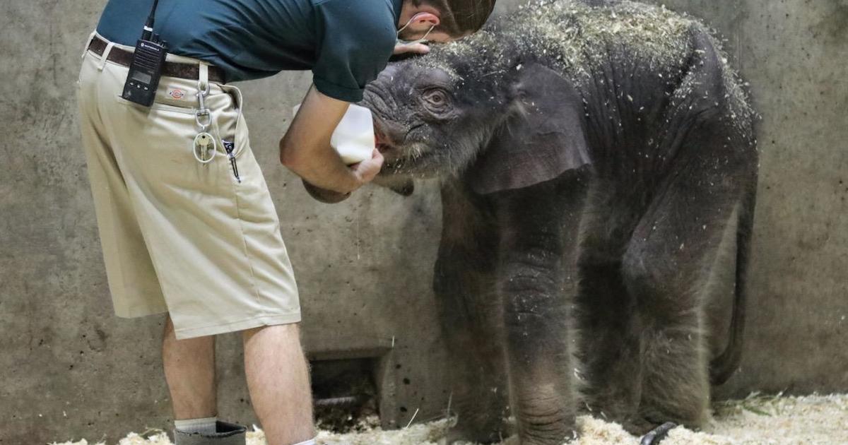 Elephant calf dies 27 days after he was born at Missouri zoo