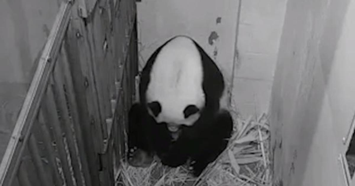 Giant panda gives birth at Smithsonian’s National Zoo