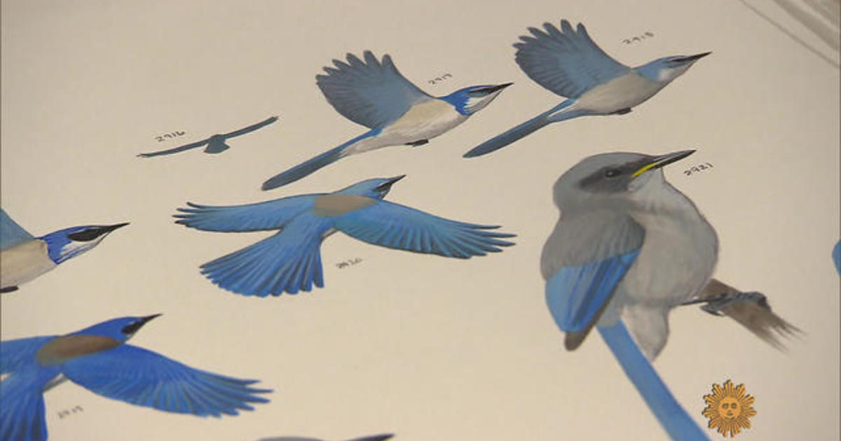 Bird illustrator David Allen Sibley