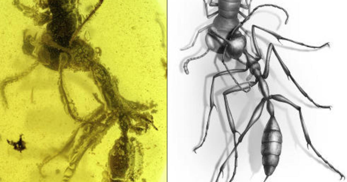 Scientists discover “hell ants” killed with scythe-like jaw