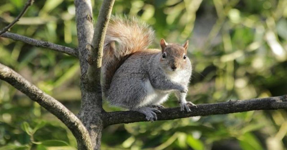 Plague confirmed in California. What’s the risk of catching it?