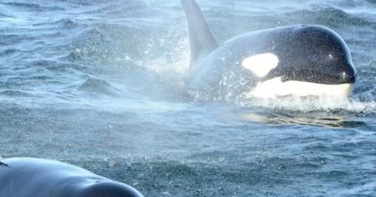 Endangered orcas at risk from U.S. Navy, activists warn