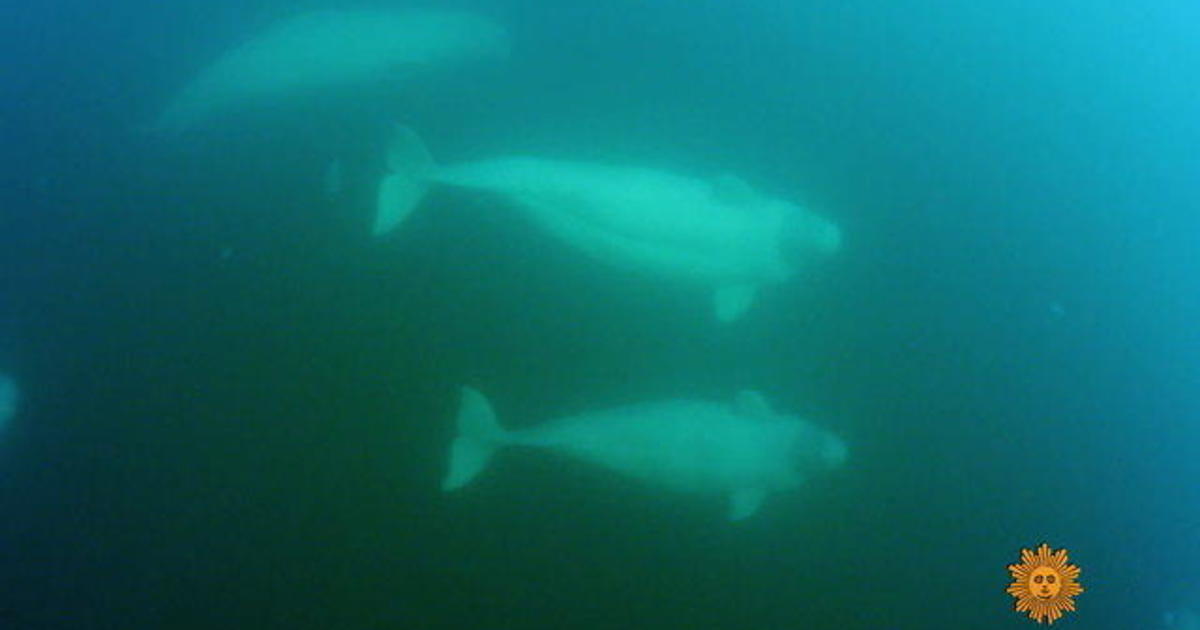 Nature: Beluga whales