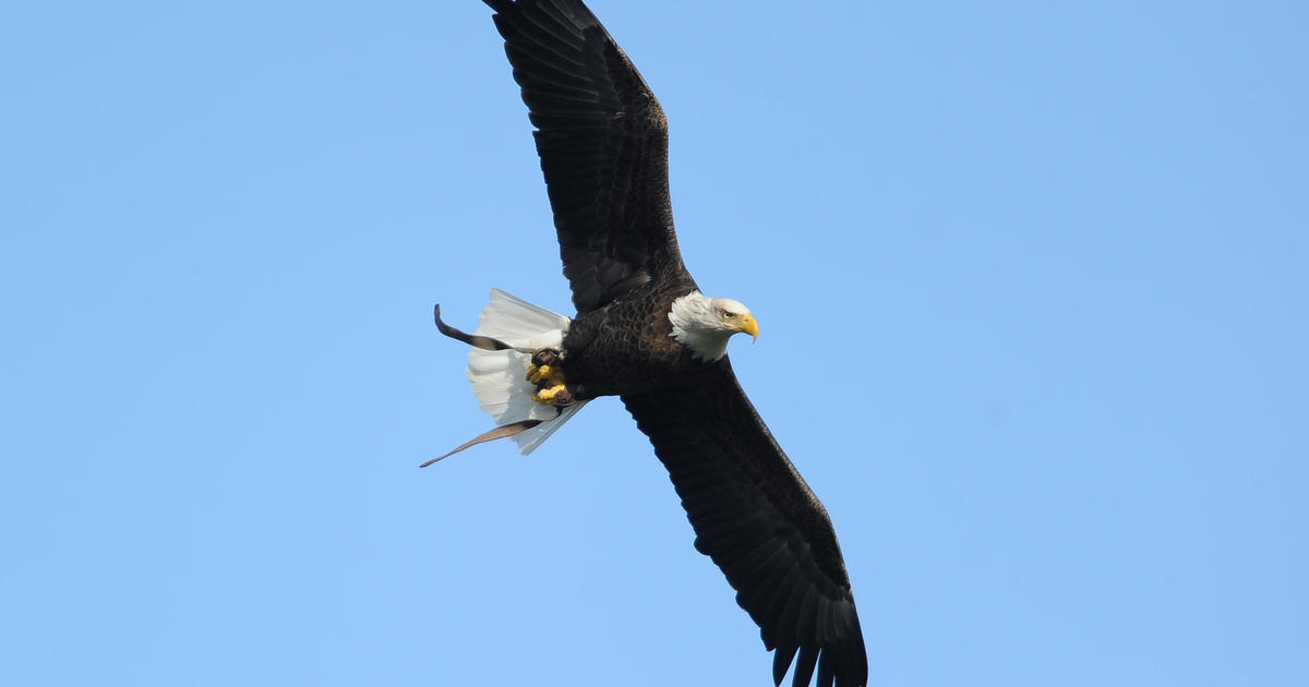 Bald eagle attacks $950 drone, sends it to bottom of Lake Michigan