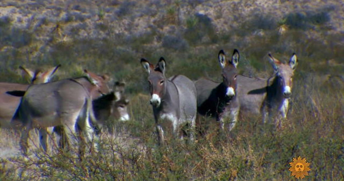 Nature: Wild burros of Texas