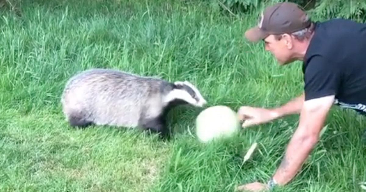 Vinnie Jones gets tackled by Badger Trust over his new badger friend Brock