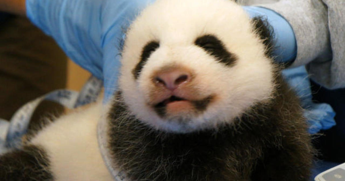 Panda diplomacy: First ladies of U.S., China mark Bao Bao’s naming