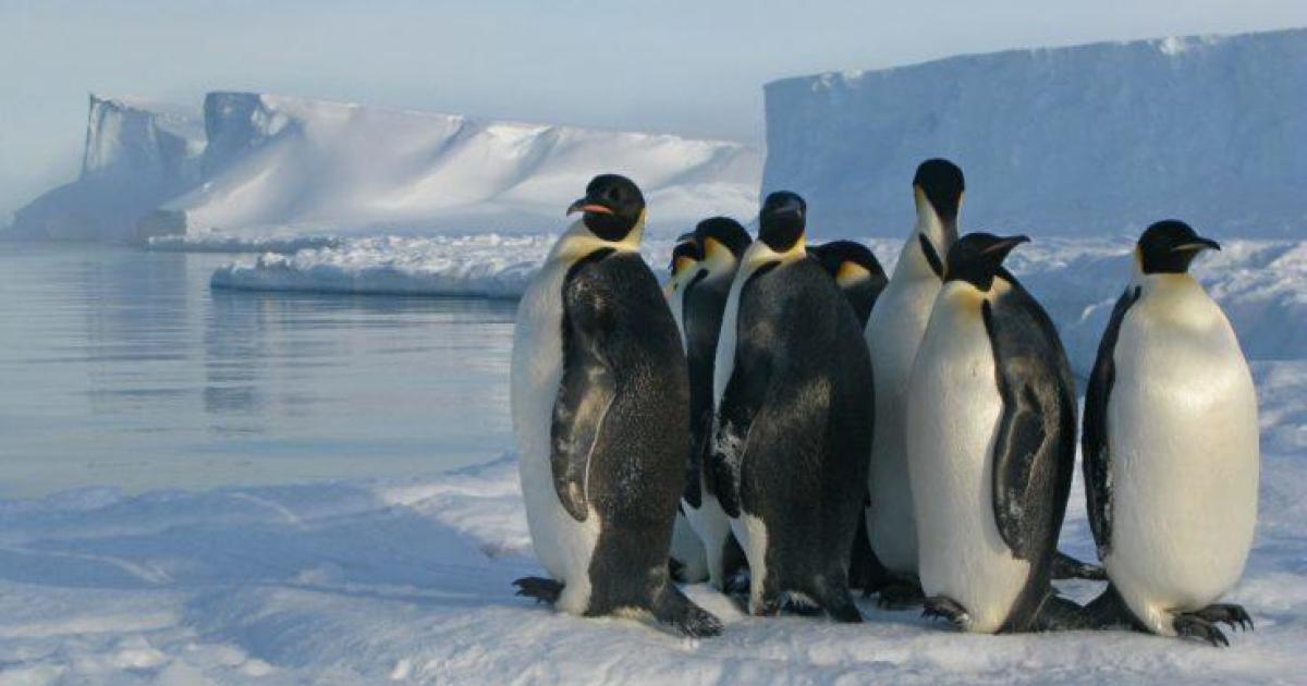 Penguin poop spotted from space reveals hidden Antarctic colonies