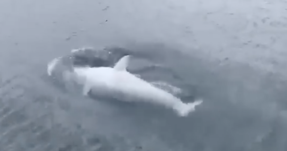 Rare white killer whale spotted near Alaska