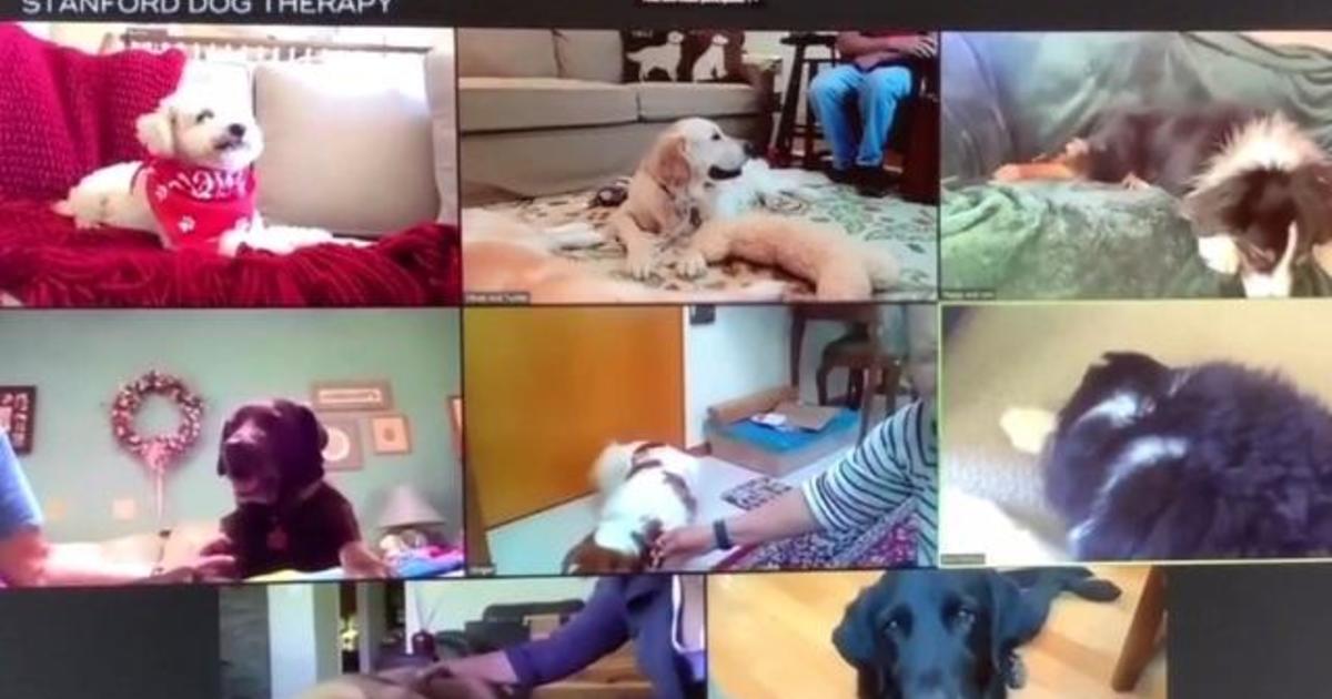 Hospitals set up virtual sessions with therapy dogs