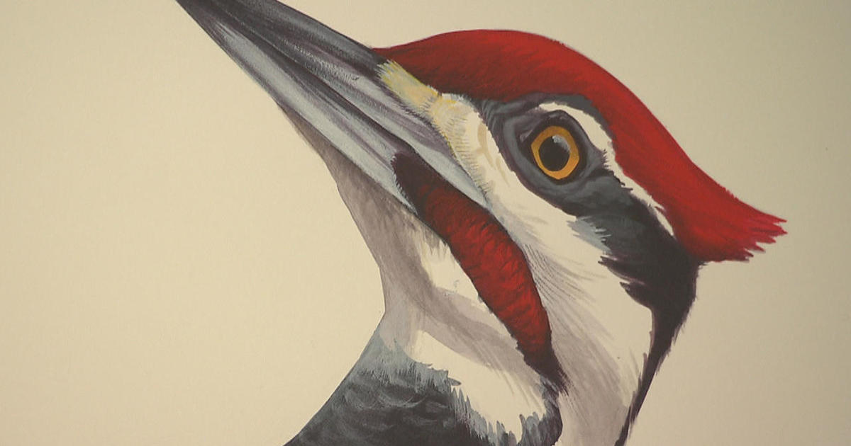 For the birds: Illustrator David Allen Sibley