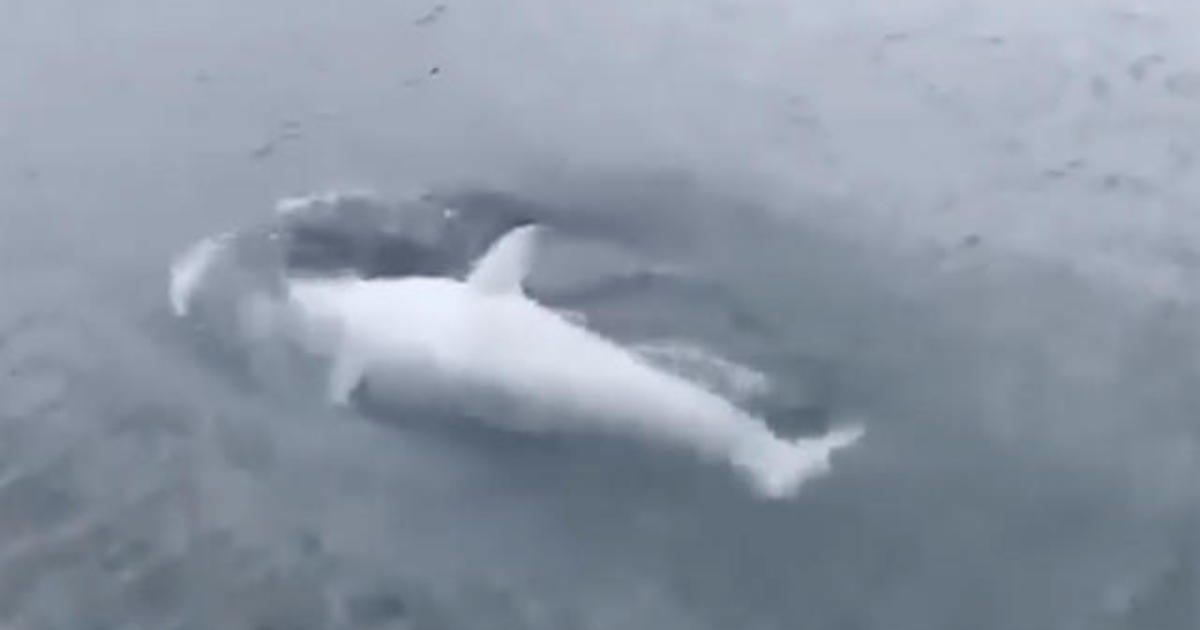 Rare white killer whale spotted in Alaska