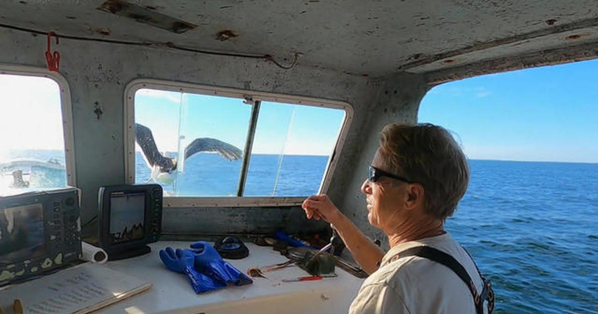 Captain develops close bond with seagull he saved