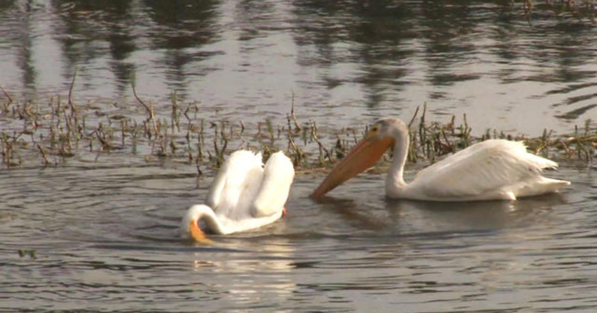 Nature: Pelicans