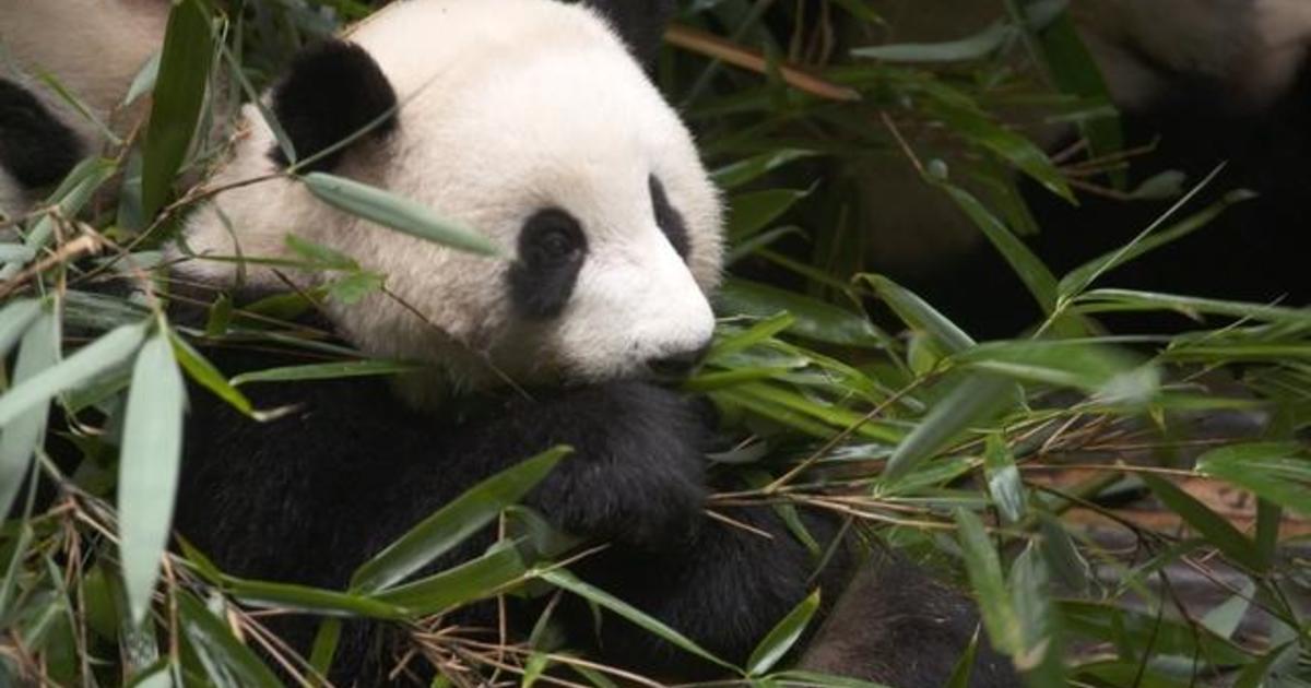 Giant Pandas: How China and the U.S. are saving the iconic bear from extinction