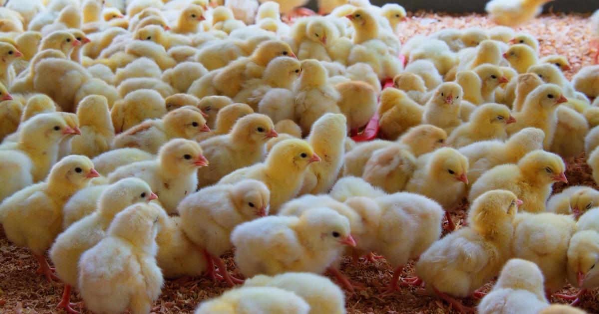 Thousands of chicks shipped to farmers by mail arrive dead