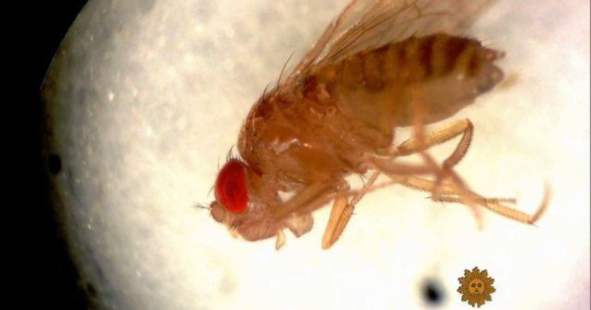 Are fruit flies the key in the fight against cancer?