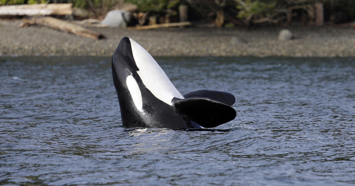 Endangered orcas at risk from U.S. Navy, activists warn