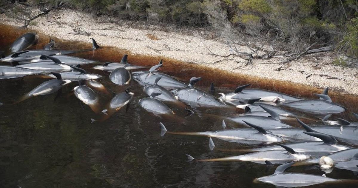 Australia begins disposal of over 350 dead whales after mass stranding