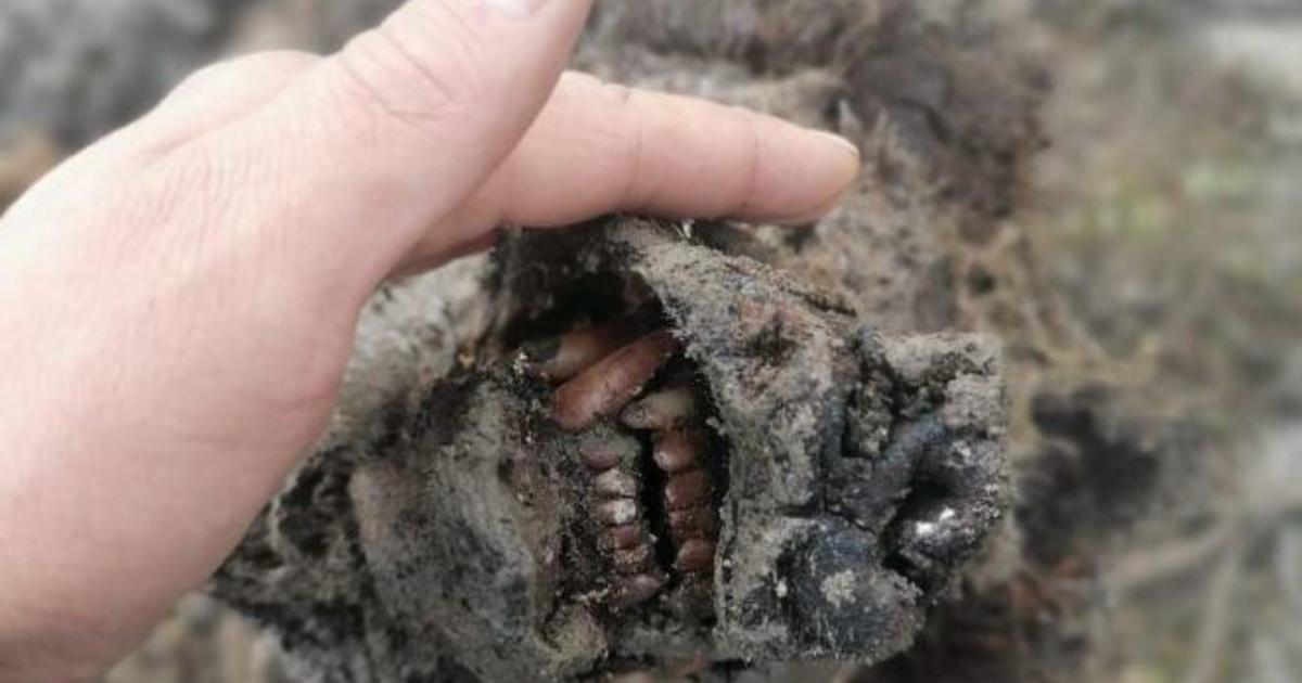 “Completely preserved” ice age bear emerges from melting permafrost