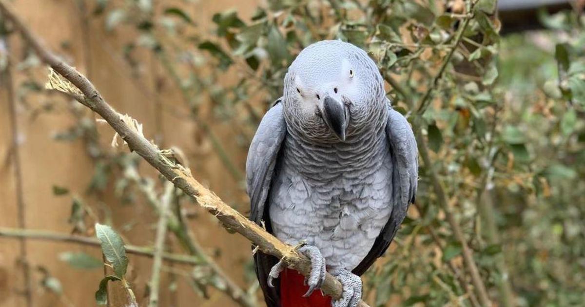 Parrots at zoo separated after swearing profusely at visitors