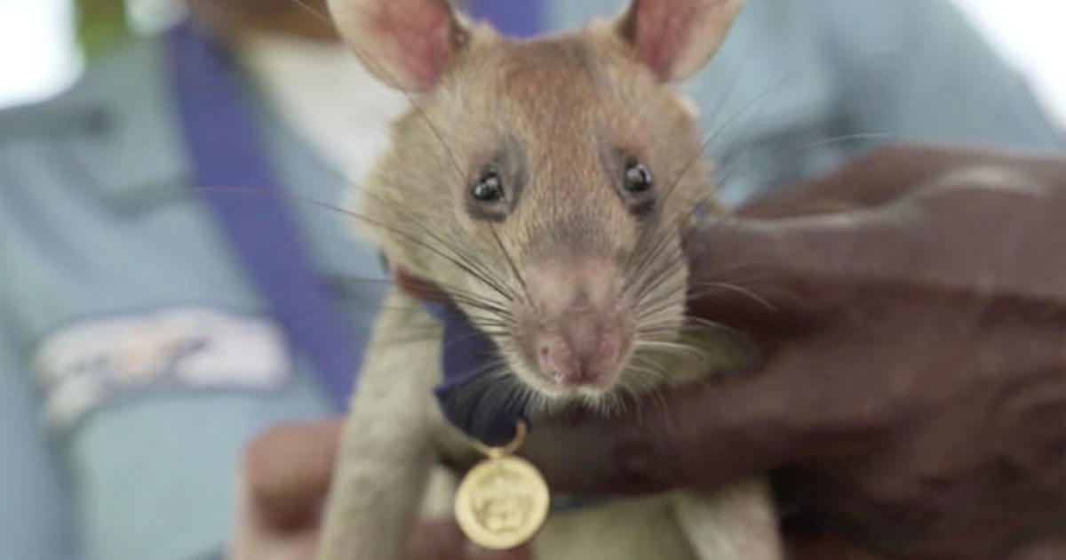 Rat that detected dozens of landmines gets award for animal bravery