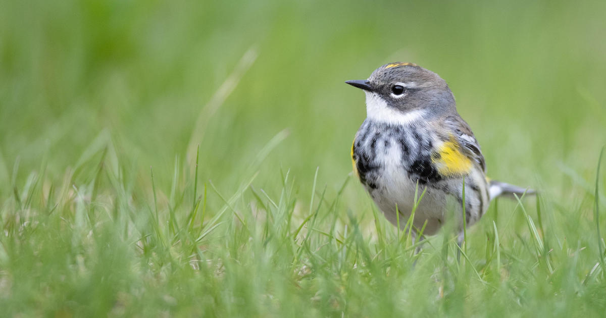 Birds are dropping dead and experts are trying to figure out why