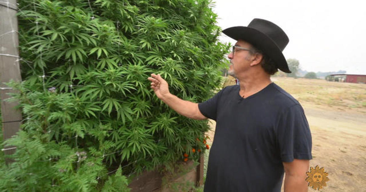 Jim Belushi, cannabis farmer