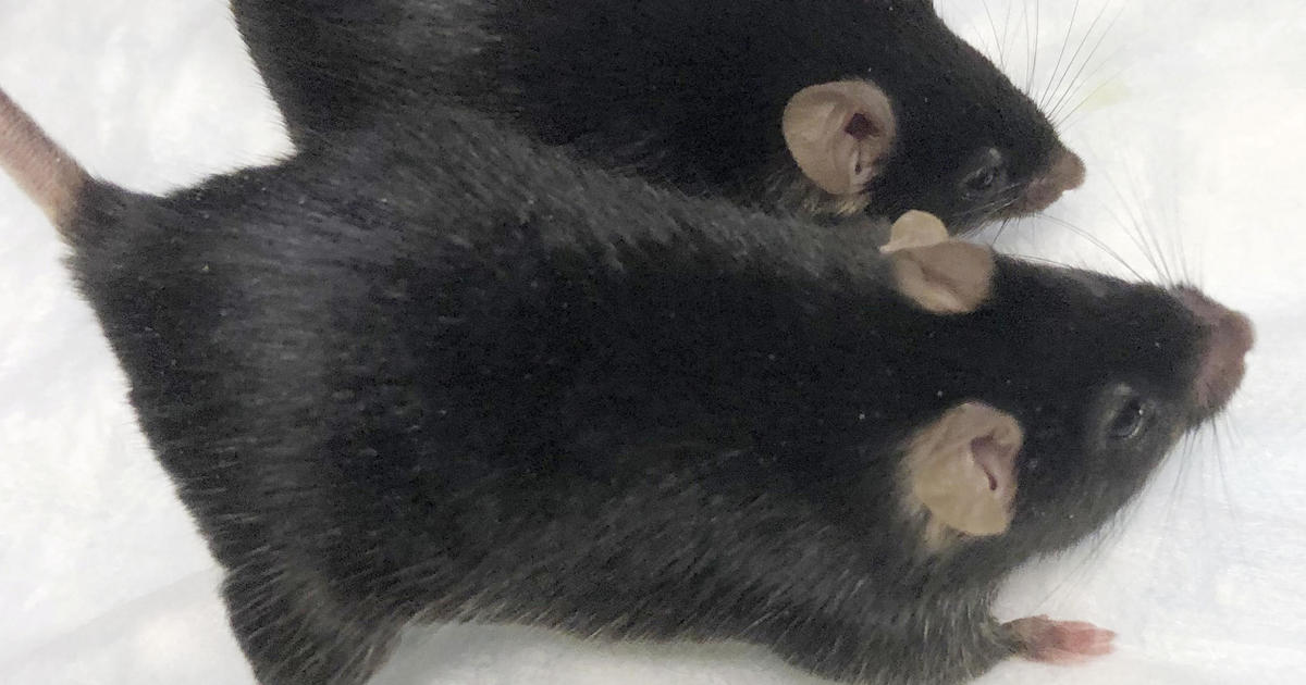 “Mighty mice” stay bulked up in space but not untreated mice