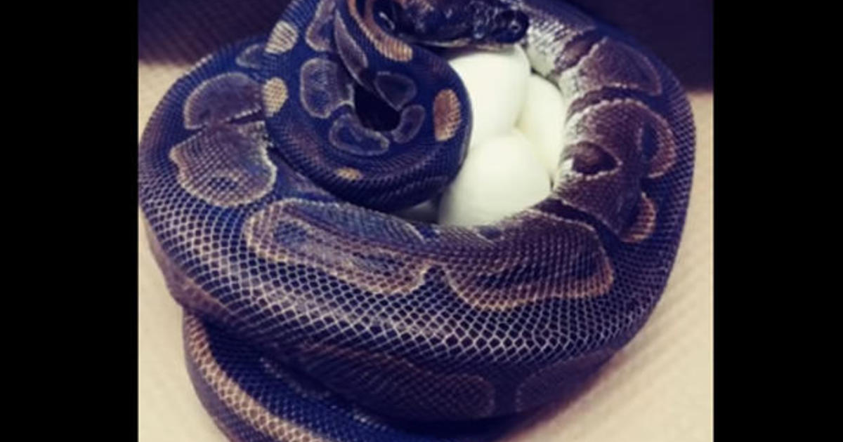 A 62-year-old python laid 7 eggs, apparently without male help