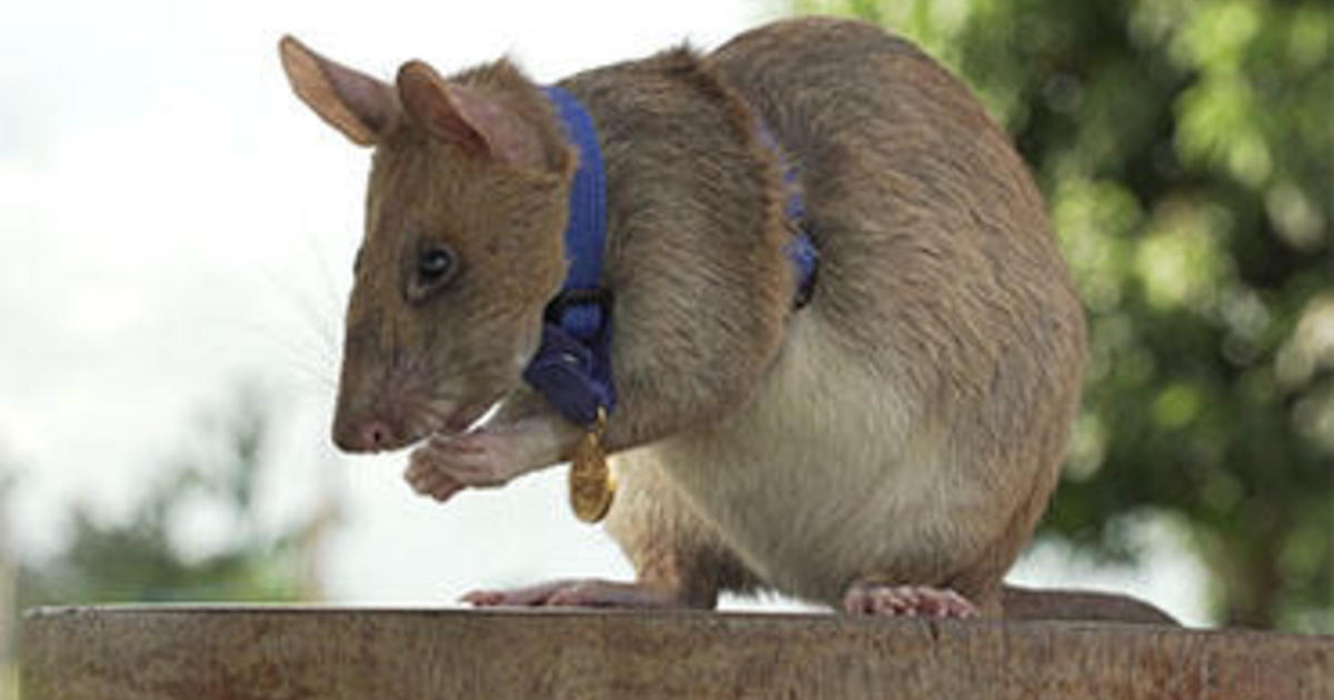 Rat awarded medal for sniffing out dozens of landmines