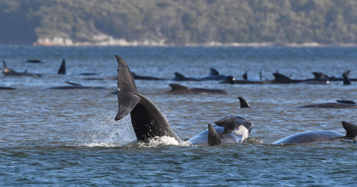 Hundreds of whales stranded on sandbar off Australian island