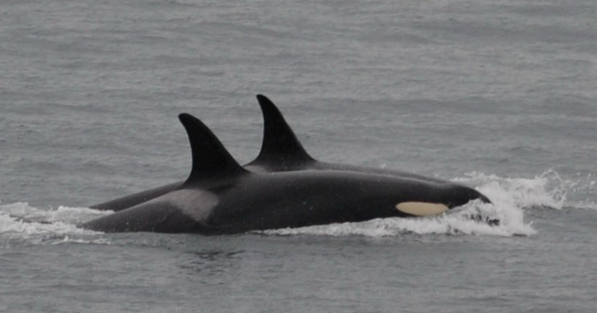 Orca who carried her dead calf for 17 days is a mother again