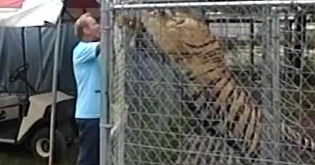 Was Don Lewis fed to the tigers? Hear from the former volunteer whose job it was to feed them