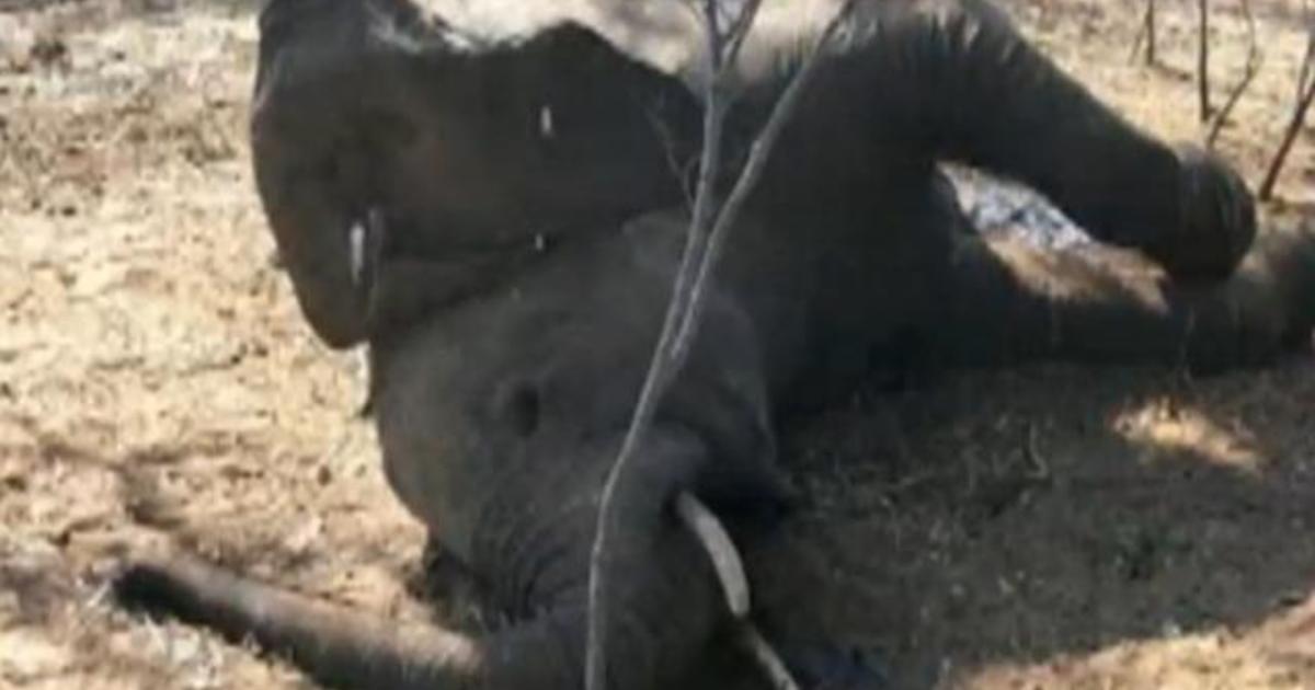 Authorities investigate elephant deaths in Zimbabwe and Botswana