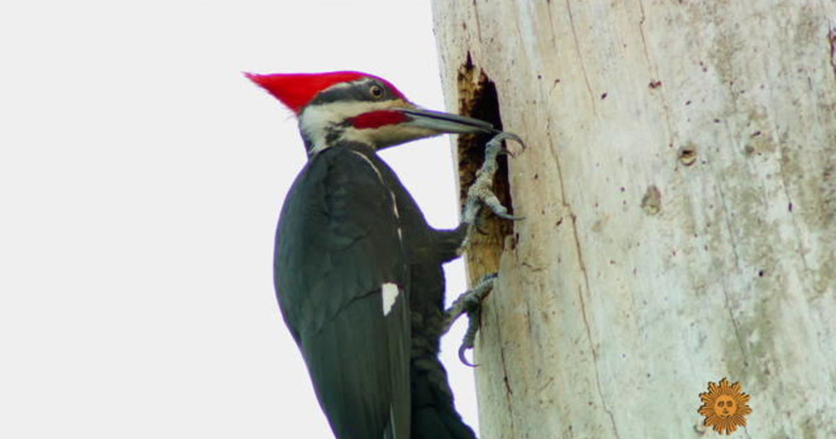 Nature: Woodpeckers in Florida